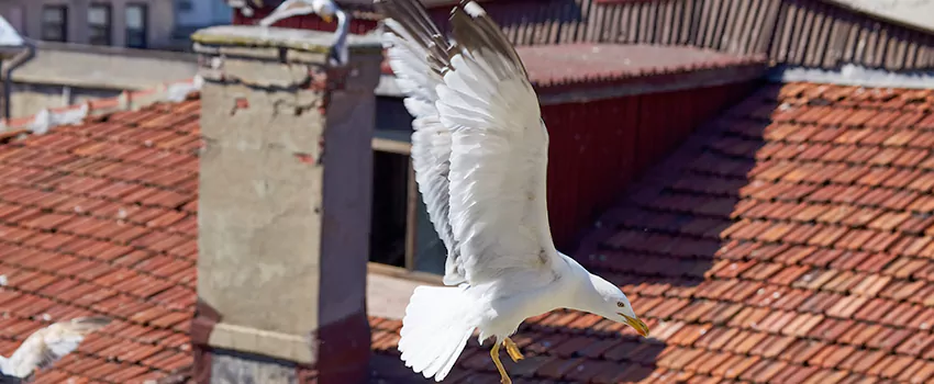 Residential Chimney Animal Removal Solution in Royal Palm Beach, FL